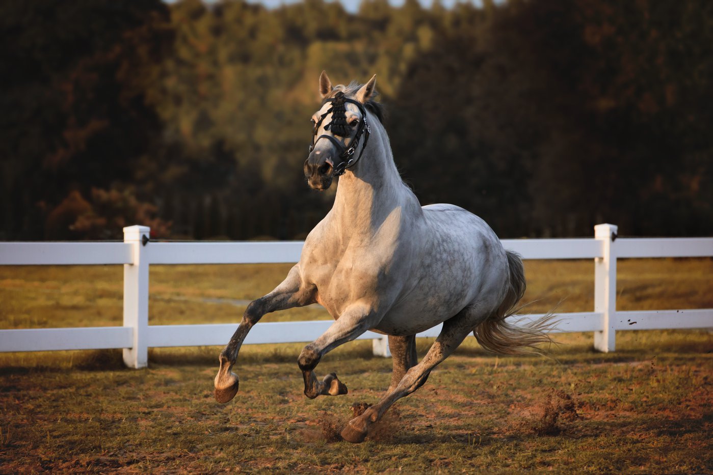 NERON CIV photo by Lisi Kadr - animal photography and family photography Marta Kamińska